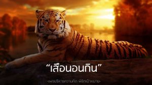 เสือนอนกิน